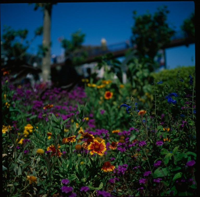 flowers_velvia_sm